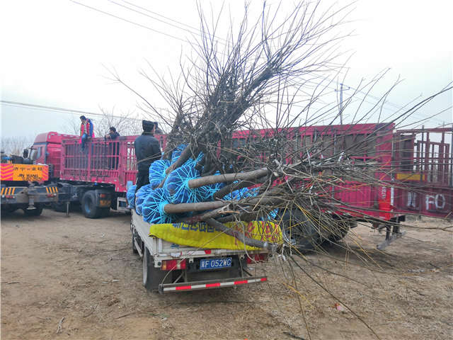 沭陽長景園林高接金葉槐種植基地實拍圖片 沭陽長景園林高接金葉槐種植基地實拍圖片