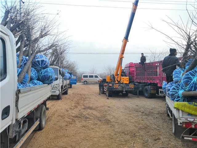 沭陽長景園林高接金葉槐種植基地實拍圖片 沭陽長景園林高接金葉槐種植基地實拍圖片