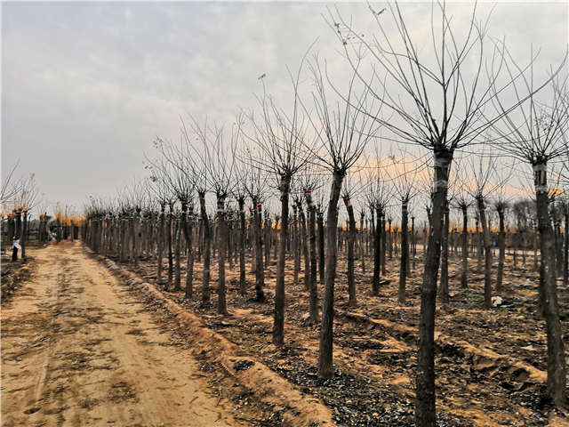 沭陽長景園林高接金葉槐種植基地實拍圖片 沭陽長景園林高接金葉槐種植基地實拍圖片