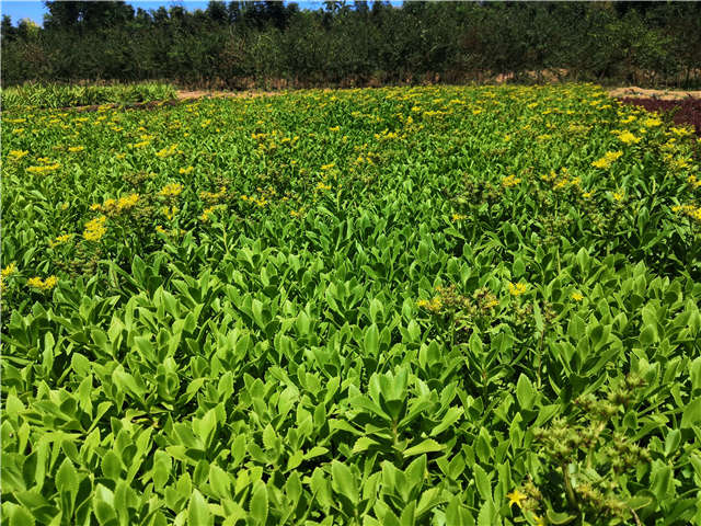 沭陽長景園林三七景天種植基地實拍圖片 沭陽長景園林三七景天種植基地實拍圖片