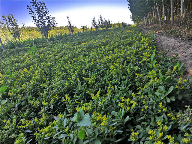 沭陽長景園林三七景天種植基地實拍圖片 沭陽長景園林三七景天種植基地實拍圖片