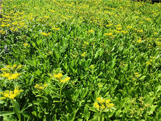 沭陽長景園林三七景天種植基地實拍圖片 沭陽長景園林三七景天種植基地實拍圖片