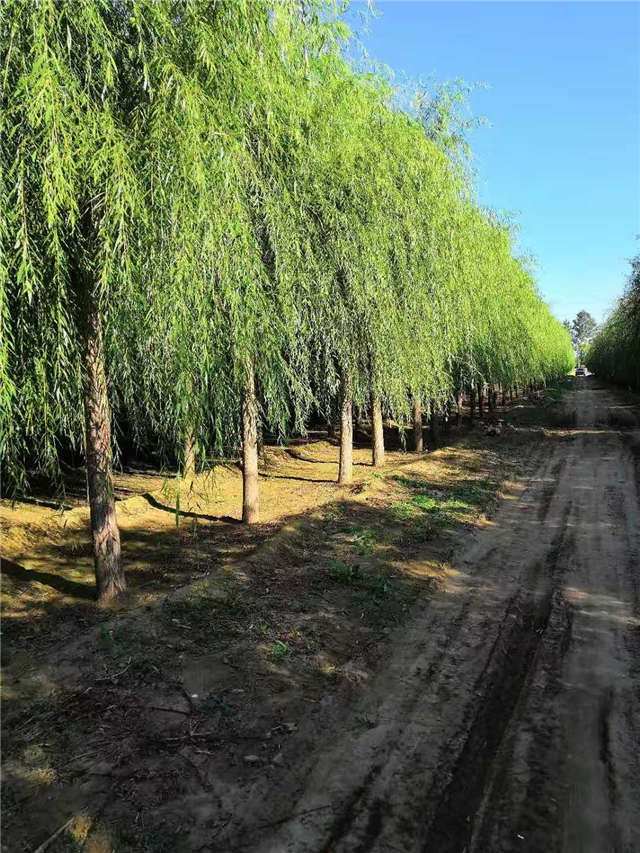 嫁接垂柳基地實拍 嫁接垂柳基地實拍