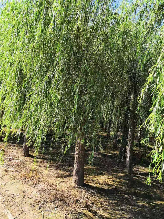 嫁接垂柳基地實拍 嫁接垂柳基地實拍