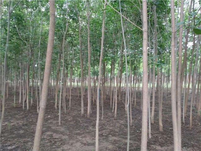 沭陽長景園林白蠟種植基地實拍圖片