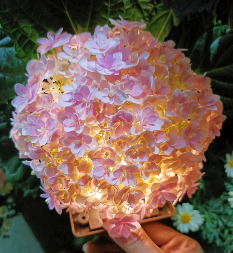 5個繡球花種植方法與技巧,繡球花特點-成都青望園林景觀設計公司-1 5個繡球花種植方法與技巧,繡球花特點-成都青望園林景觀設計公司-1