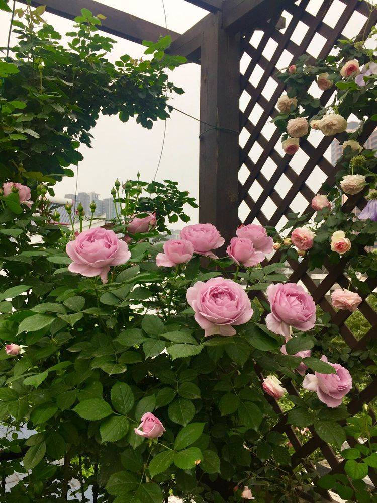 45平方樓頂花園實景圖-青望私家花園設計-1 45平方樓頂花園實景圖-青望私家花園設計-1