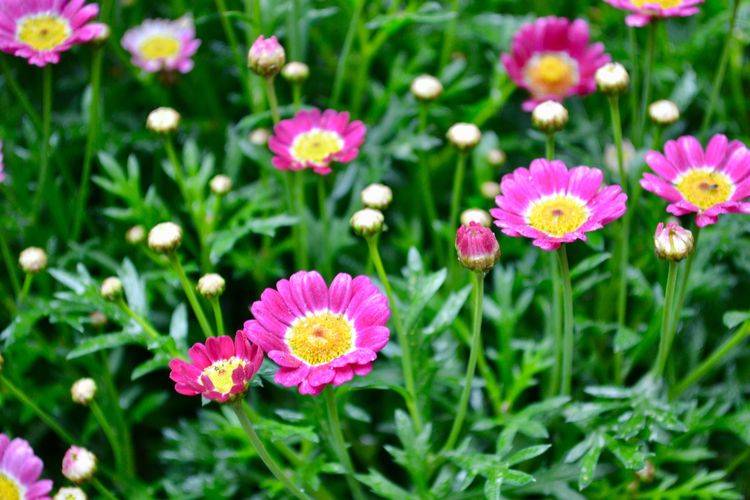 45平方樓頂花園實景圖-青望私家花園設計-1 45平方樓頂花園實景圖-青望私家花園設計-1