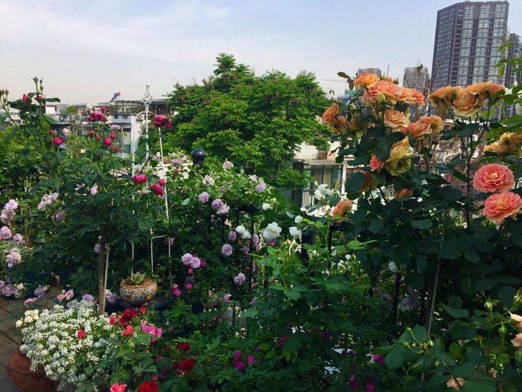 45平方樓頂花園實景圖-青望私家花園設計-1 45平方樓頂花園實景圖-青望私家花園設計-1
