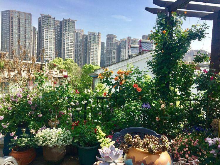 45平方樓頂花園實景圖-青望私家花園設計-1 45平方樓頂花園實景圖-青望私家花園設計-1