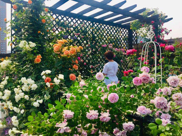 45平方樓頂花園實景圖-青望私家花園設計-1 45平方樓頂花園實景圖-青望私家花園設計-1