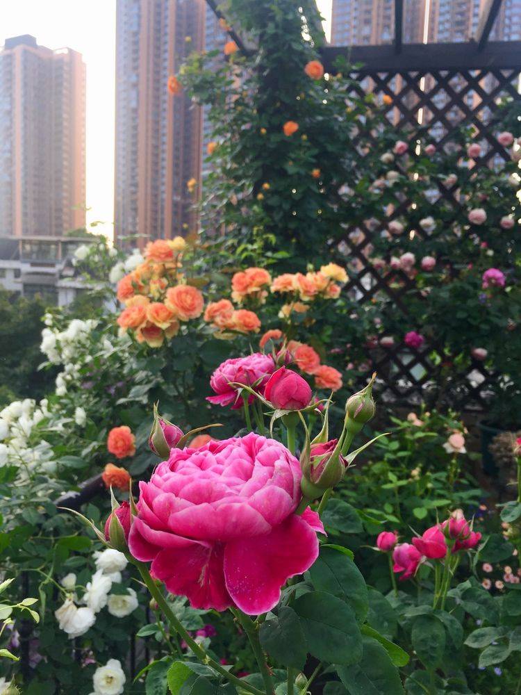 45平方樓頂花園實景圖-青望私家花園設計-1 45平方樓頂花園實景圖-青望私家花園設計-1