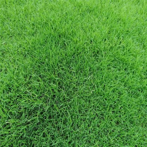 四季青-9種私家庭院草坪種類，私家庭院用那種草坪好-成都青望園林景觀設計公司-1