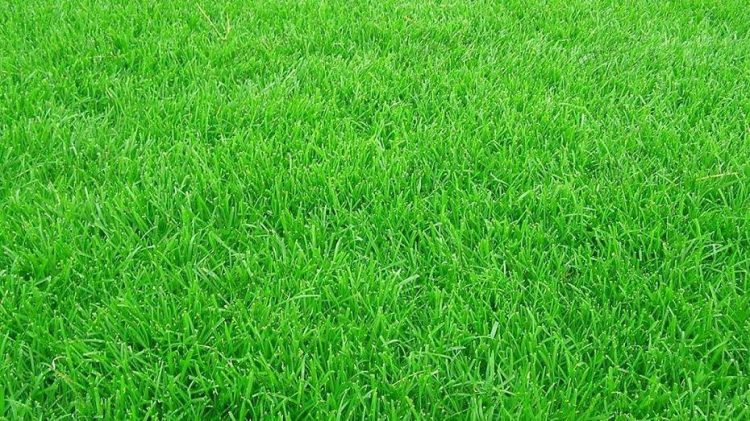 高羊茅-9種私家庭院草坪種類，私家庭院用那種草坪好