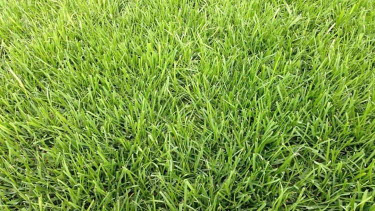 紫羊茅-9種私家庭院草坪種類，私家庭院用那種草坪好-成都青望園林景觀設計公司-1