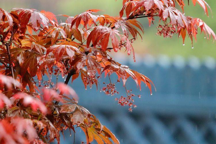 200平別墅花園景觀綠化設計-成都青望園林景觀設計公司-1