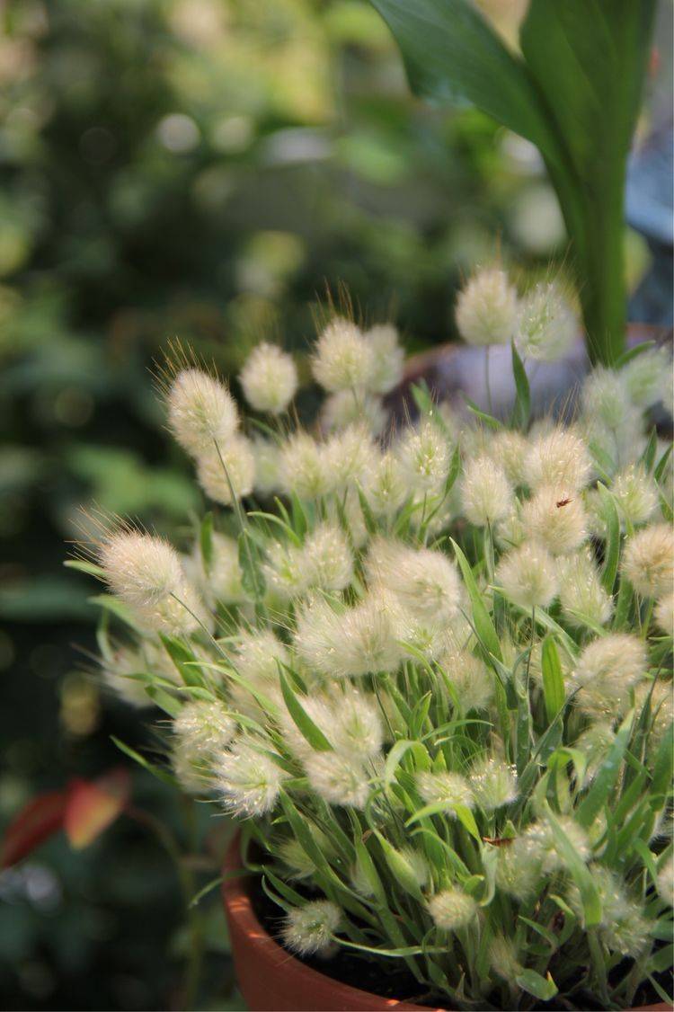 25平米花園種什么花比較好-成都青望園林景觀設計公司-1
