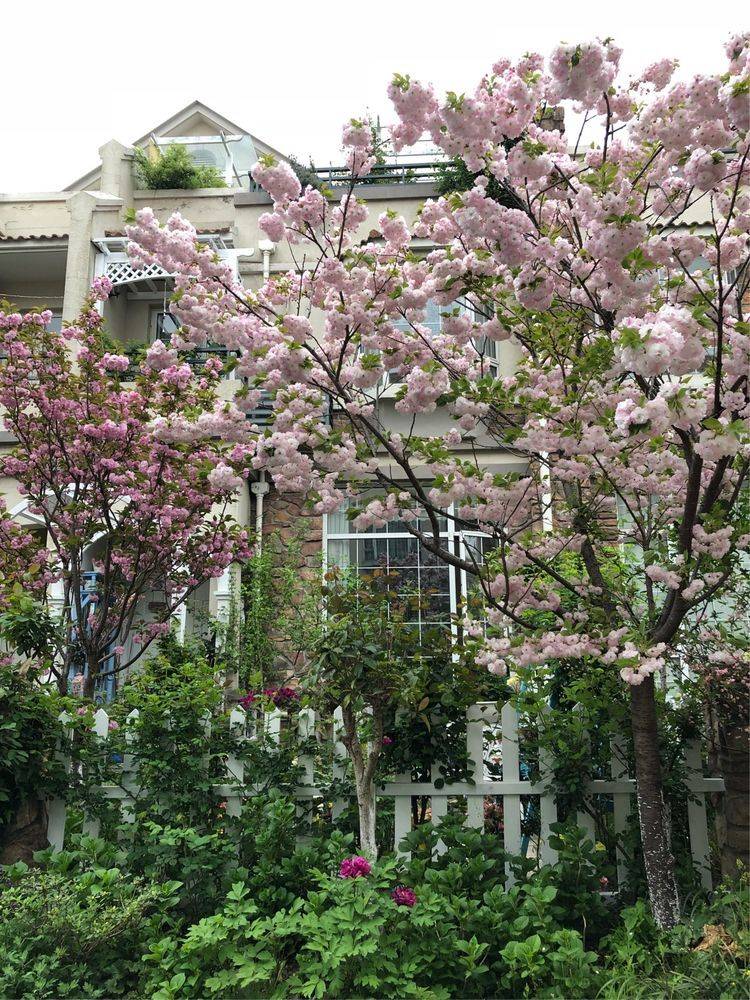 25平米花園種什么花比較好-成都青望園林景觀設計公司-1