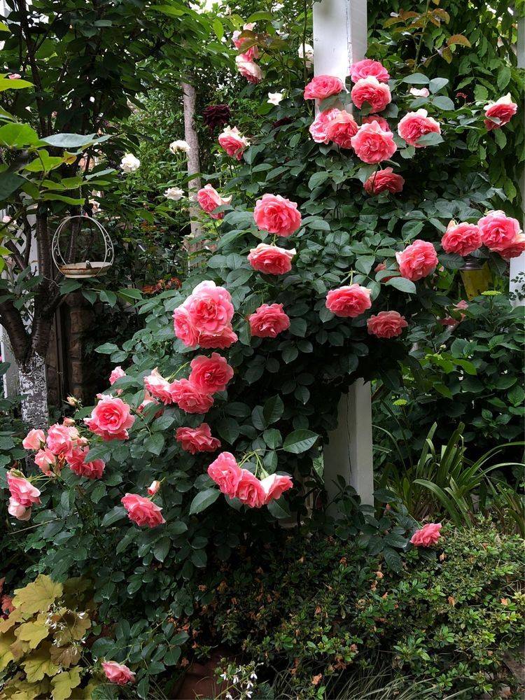 25平米花園種什么花比較好-成都青望園林景觀設計公司-1