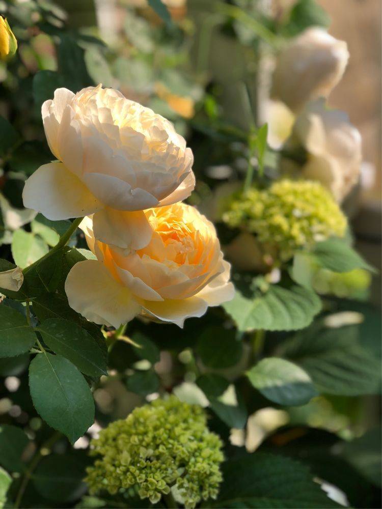 25平米花園種什么花比較好-成都青望園林景觀設計公司-1