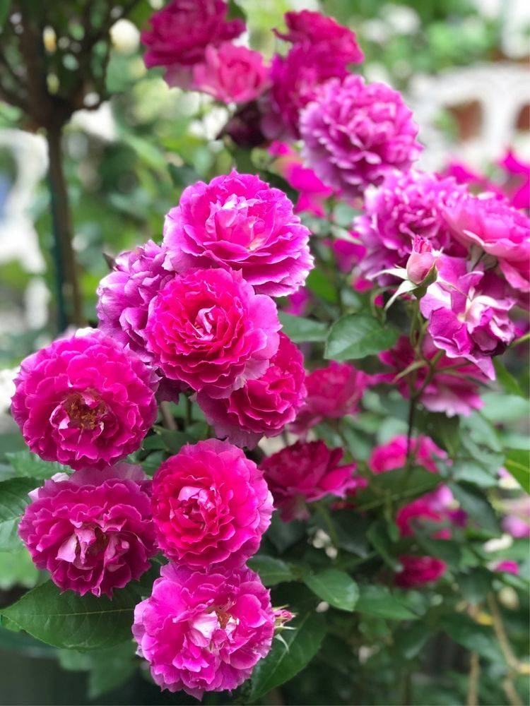 25平米花園種什么花比較好-成都青望園林景觀設計公司-1
