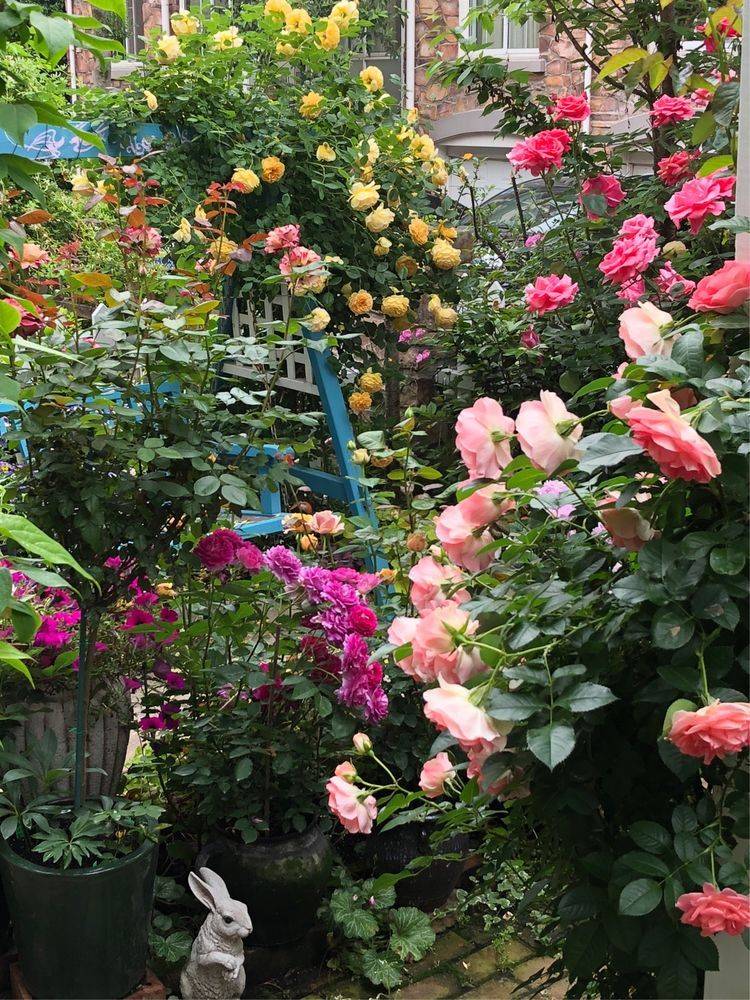 25平米花園種什么花比較好-成都青望園林景觀設計公司-1
