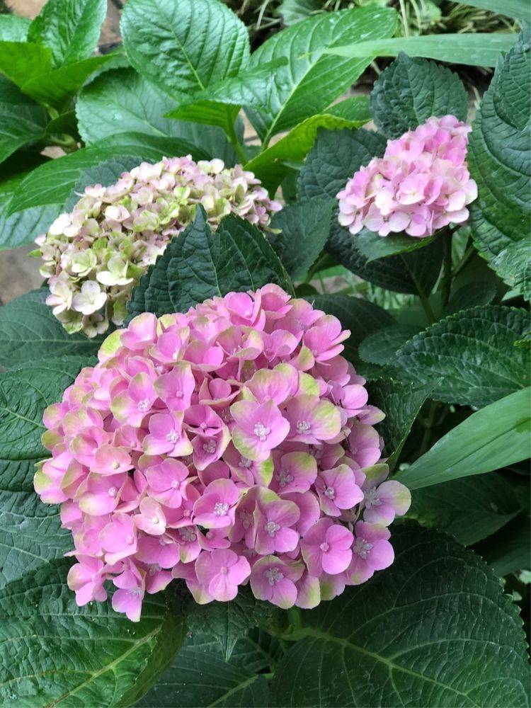 25平米花園種什么花比較好-成都青望園林景觀設計公司-1
