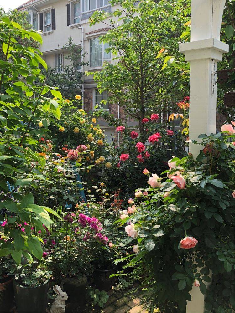 25平米花園種什么花比較好-成都青望園林景觀設計公司-1